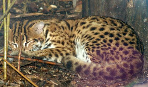 gatto domestico leopardo