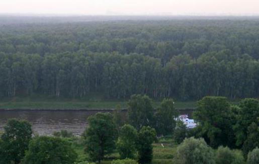 Foresta di Khimki
