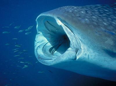 il più grande squalo bianco
