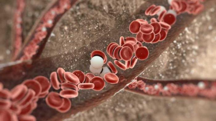 življenjska doba levkocitov v krvi
