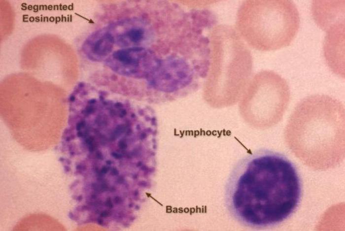 długość życia ludzkich leukocytów