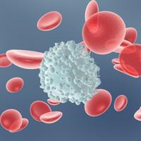 bijele krvne stanice u razmazu