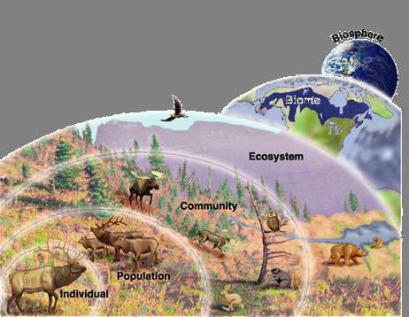 Органический мир нашей планеты подразделяется на. Природа по уровням. Уровни организации животной природы круглая наклейка на диск. Біоценотичний рівень організації живого.