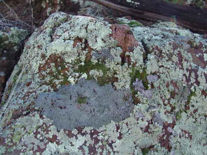 lichenové druhy