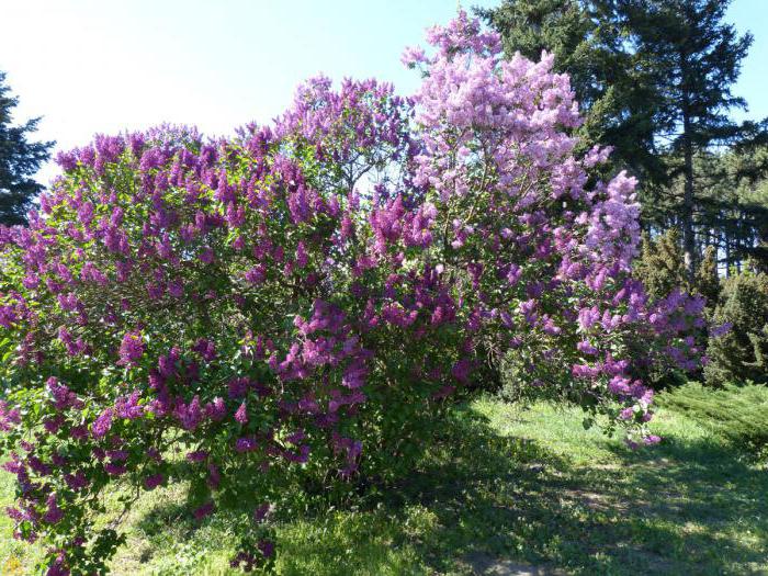 velmi krátký obsah komplexu lilac bush