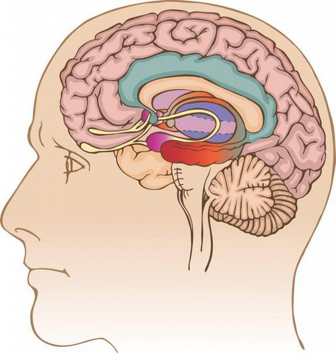limbički sustav