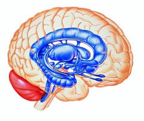 limbiczny układ mózgu
