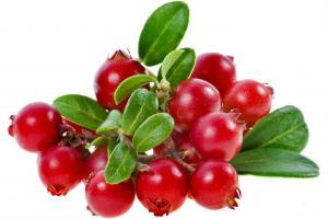lingonberry výhody a poškození