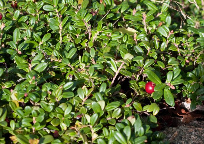 lingonberry list benefit a poškození