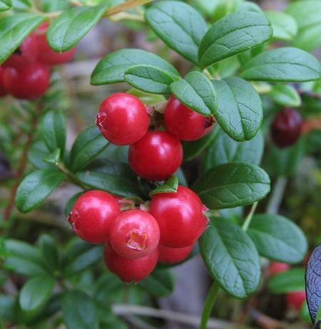 lignonberry listy pro cystitidu