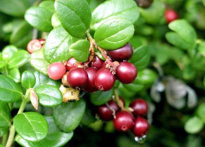 lingonberry ostavlja upute za uporabu