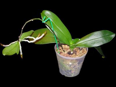 jak dbać o phalaenopsis w domu