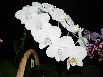 domácí phalaenopsis