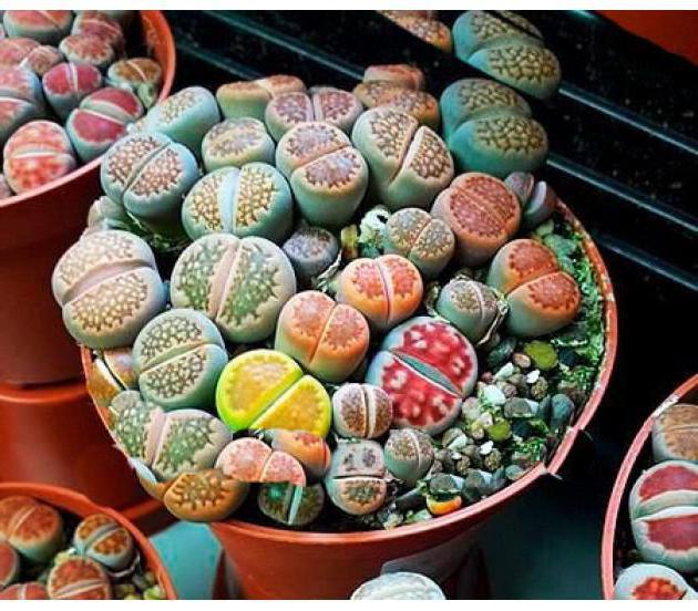 Lithops in fiore