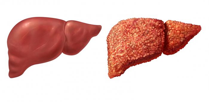 la dimensione del fegato nei bambini è normale