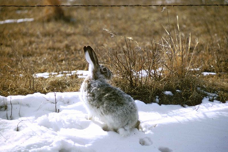 coniglio nella neve
