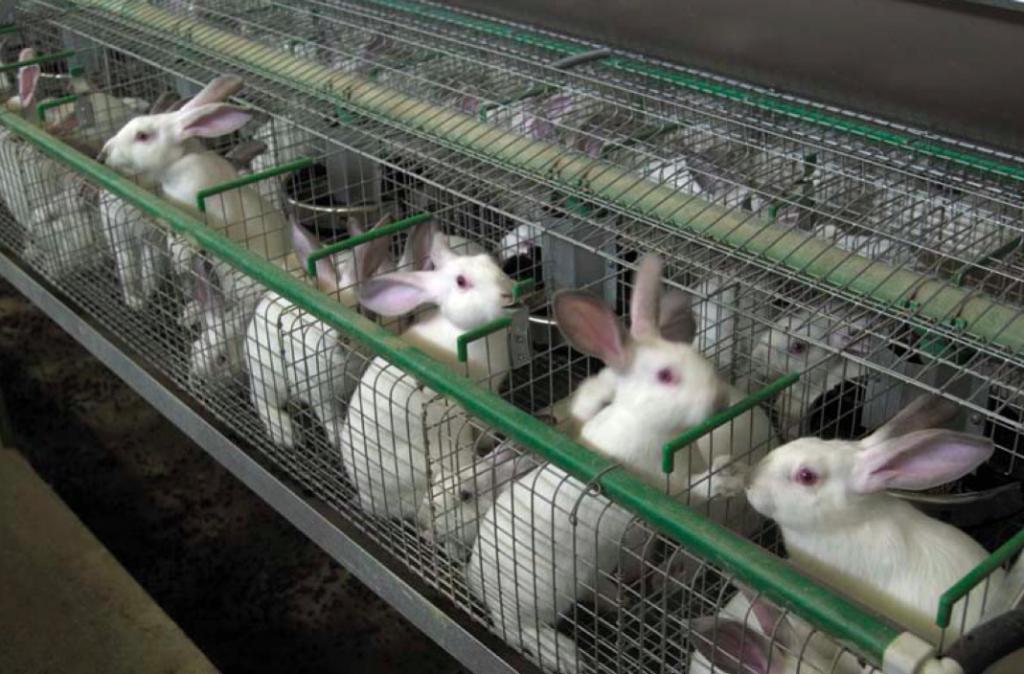 zečevi u kavezima