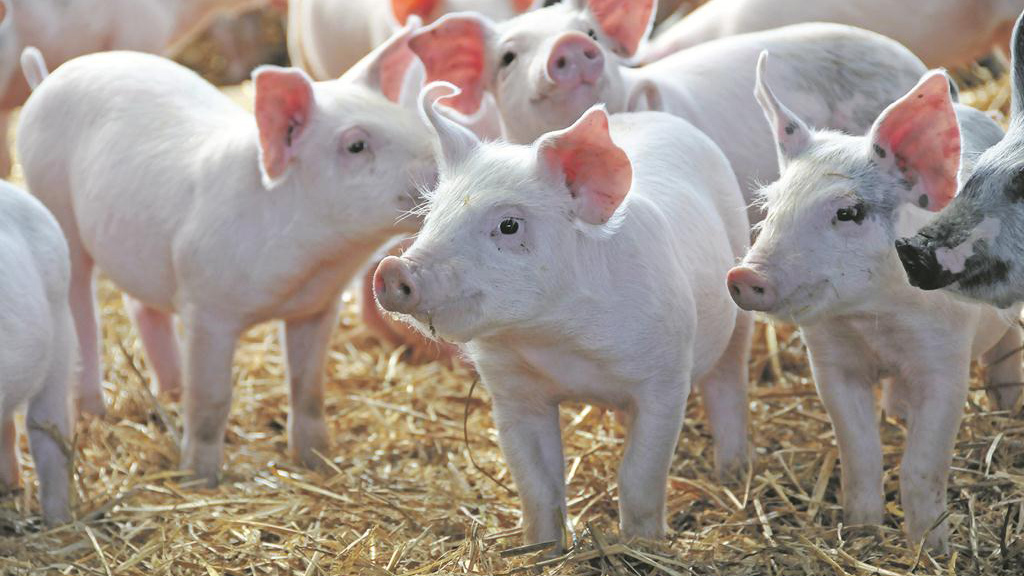 świnie w gospodarstwie