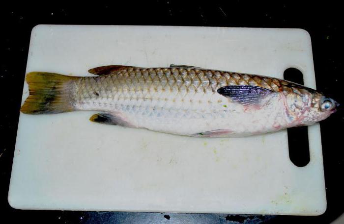 Лобанска риба