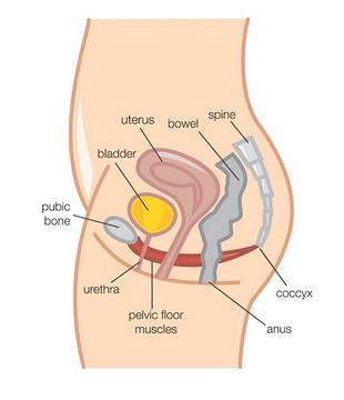 męskie narządy wewnętrzne