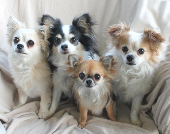 štenci dugokosi Chihuahua