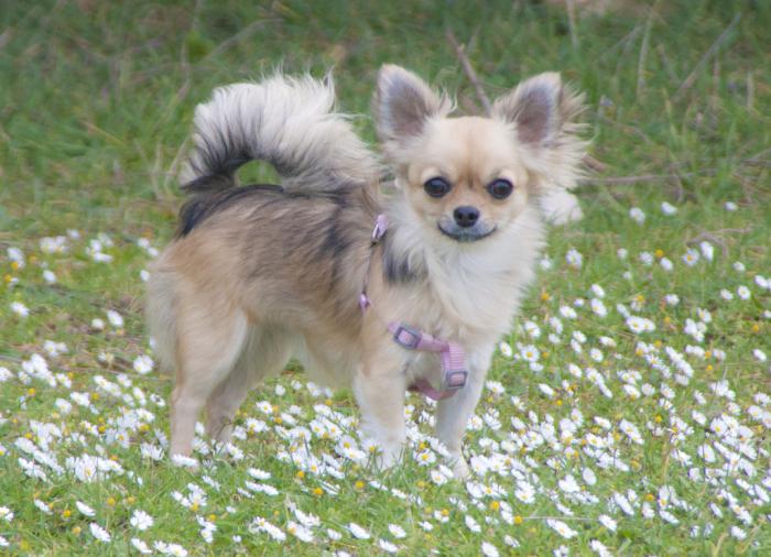 Chihuahua longhair Cijena