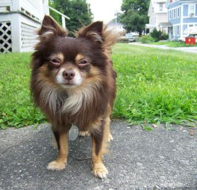 Chihuahua psi duge kose