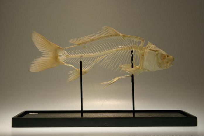 Caratteristiche della struttura del pesce con pinne raggiate