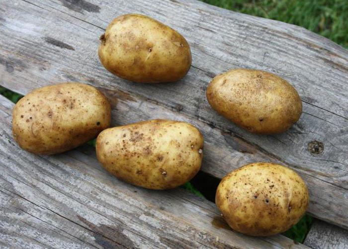 varietà di patate fortuna descrizione foto recensioni