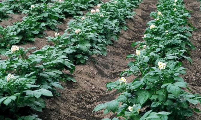 popis základních výhod bramborového odrůdy