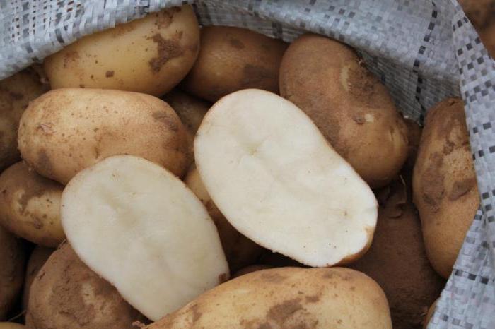 tutto sulla descrizione delle patate fortuna descrizione semina
