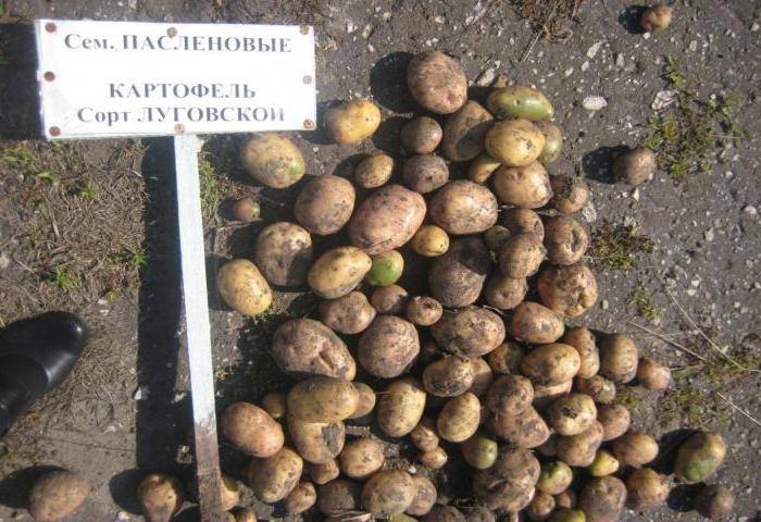 opis odmiany ziemniaka Lugovskoy opisy zdjęć