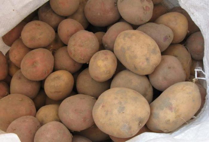 semenné brambory