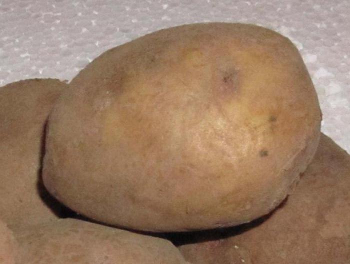 coltivazione di patate Lugovskoy