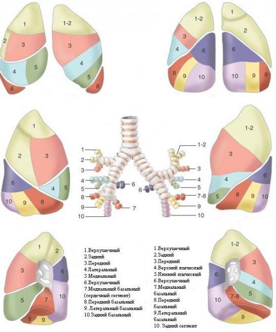 Plućni režnjevi i segmenti