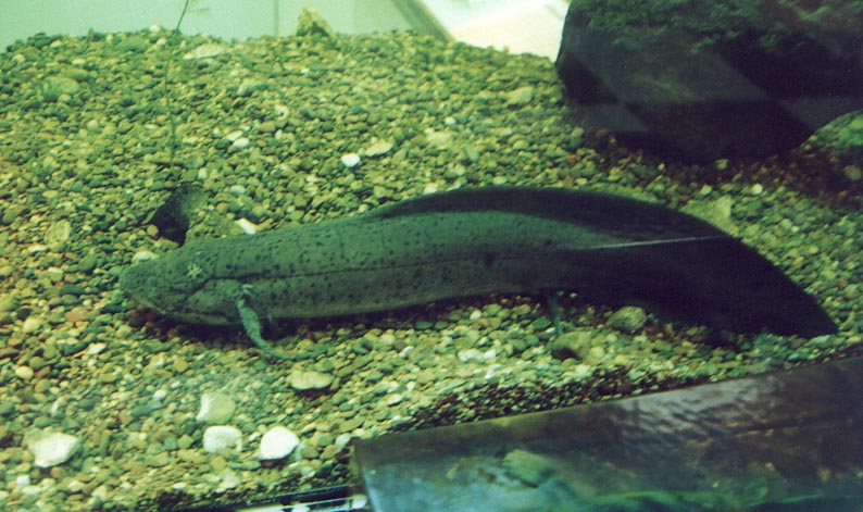 Lungfish in un acquario