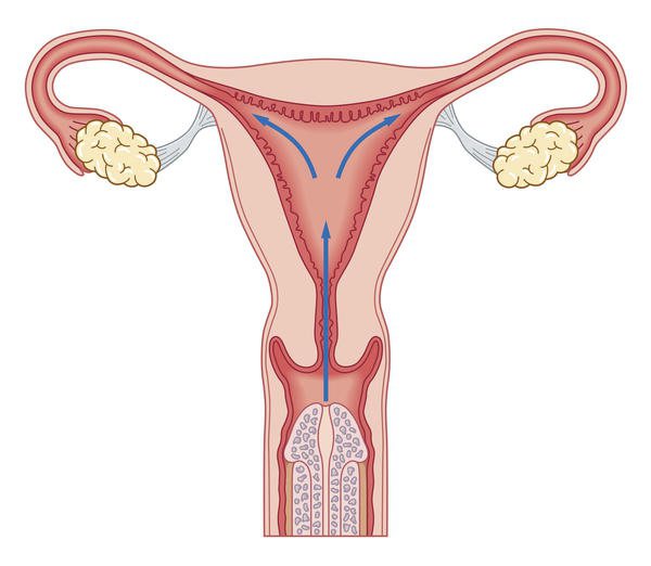 lutealna faza progesteronska norma