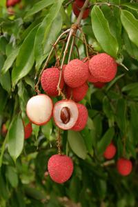 Egzotično voće litchi