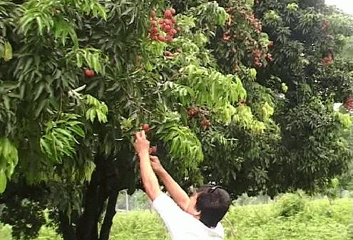 Pěstování ovoce Lychee