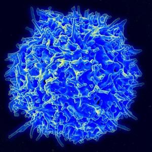 Lymfocyty jsou u dítěte zvýšené