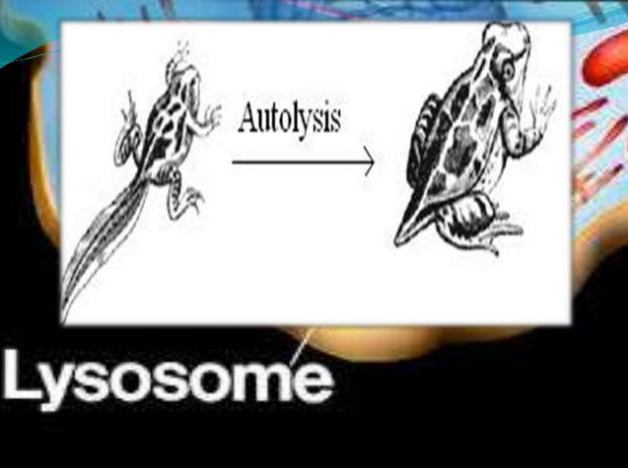 strukturálních rysů lysosomů