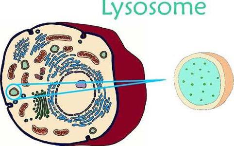 формирање лизосома