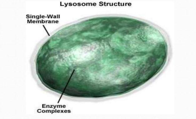 hlavní funkci lysosomů
