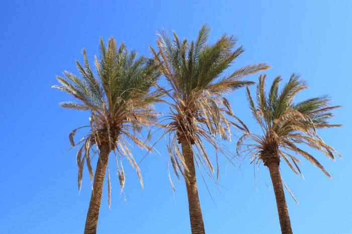 Lermontov Tři palmové stromy orientální legenda