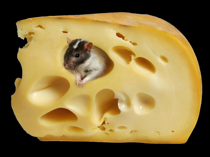 maasdam sýr Cena