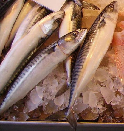 Makrela v kalorické troubě