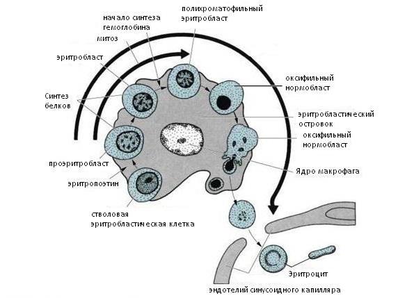 komórki makrofagów