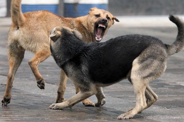 wściekłe psy w Moskwie