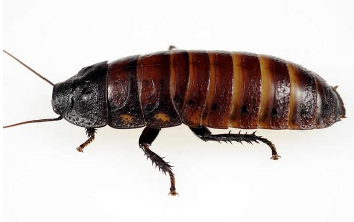 Madagaskarski ščurki
