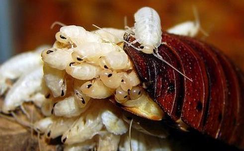Снимка на Мадагаскарските хлебарки